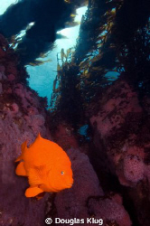 Cali Color Blast. A Garibaldi along a wall of strawberry ... by Douglas Klug 